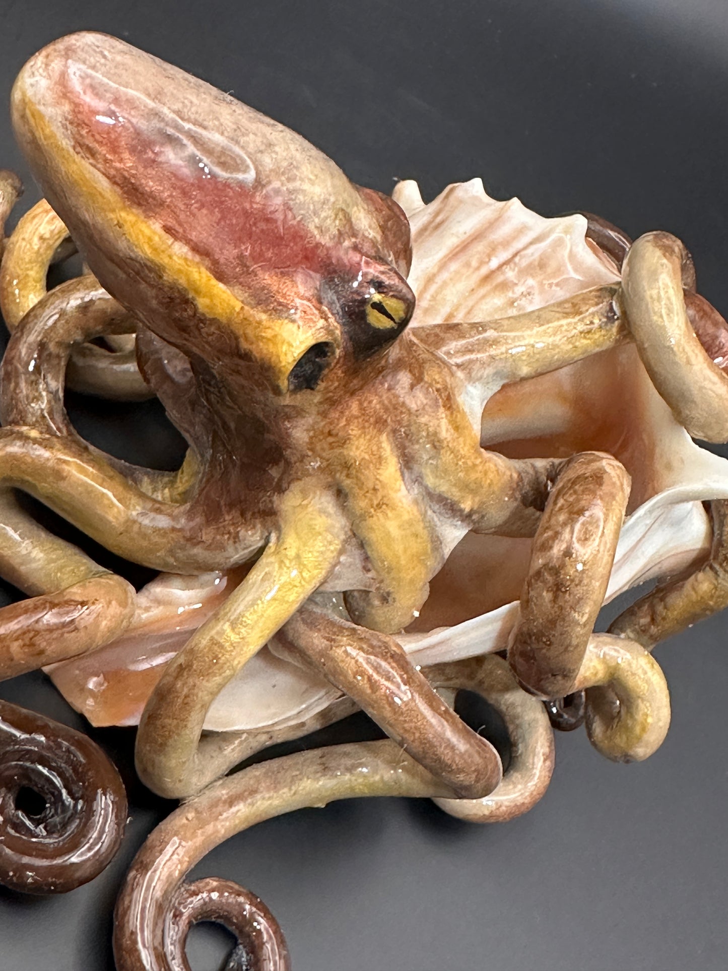 Octopus and the Shell