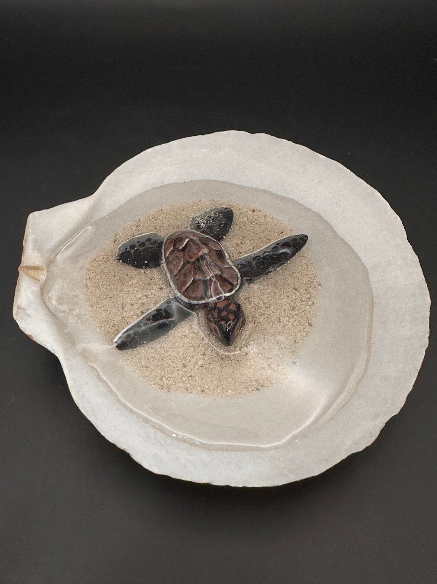 Sea turtle in a Shell