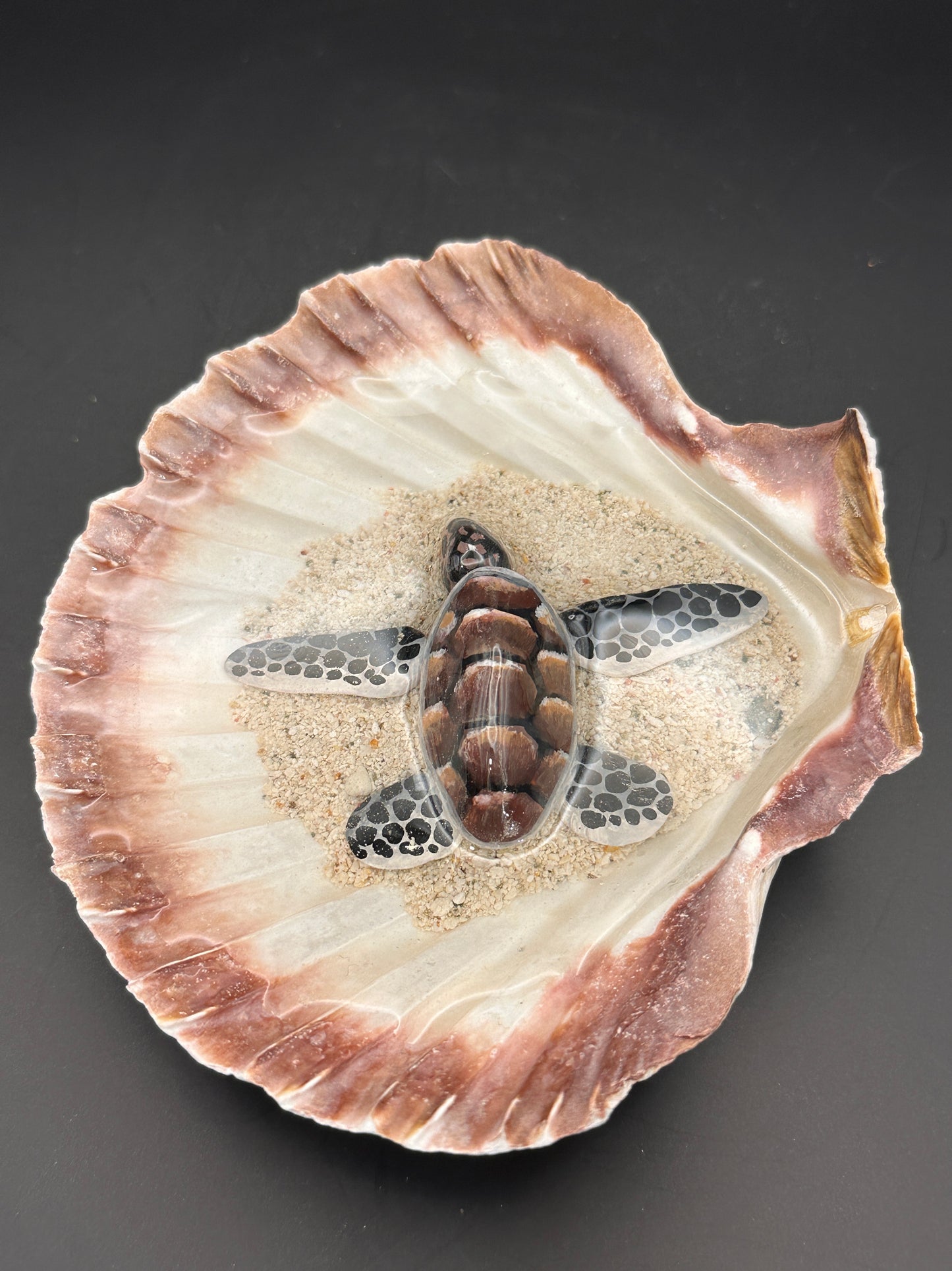 Sea turtle in a Shell