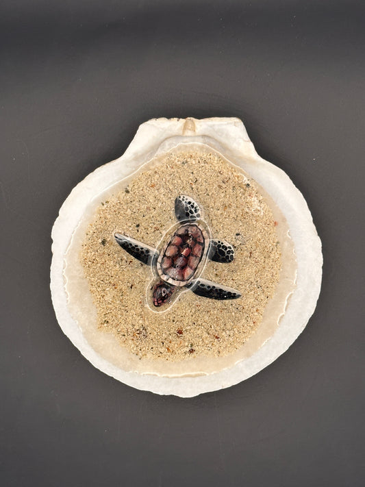 Sea turtle in a Shell