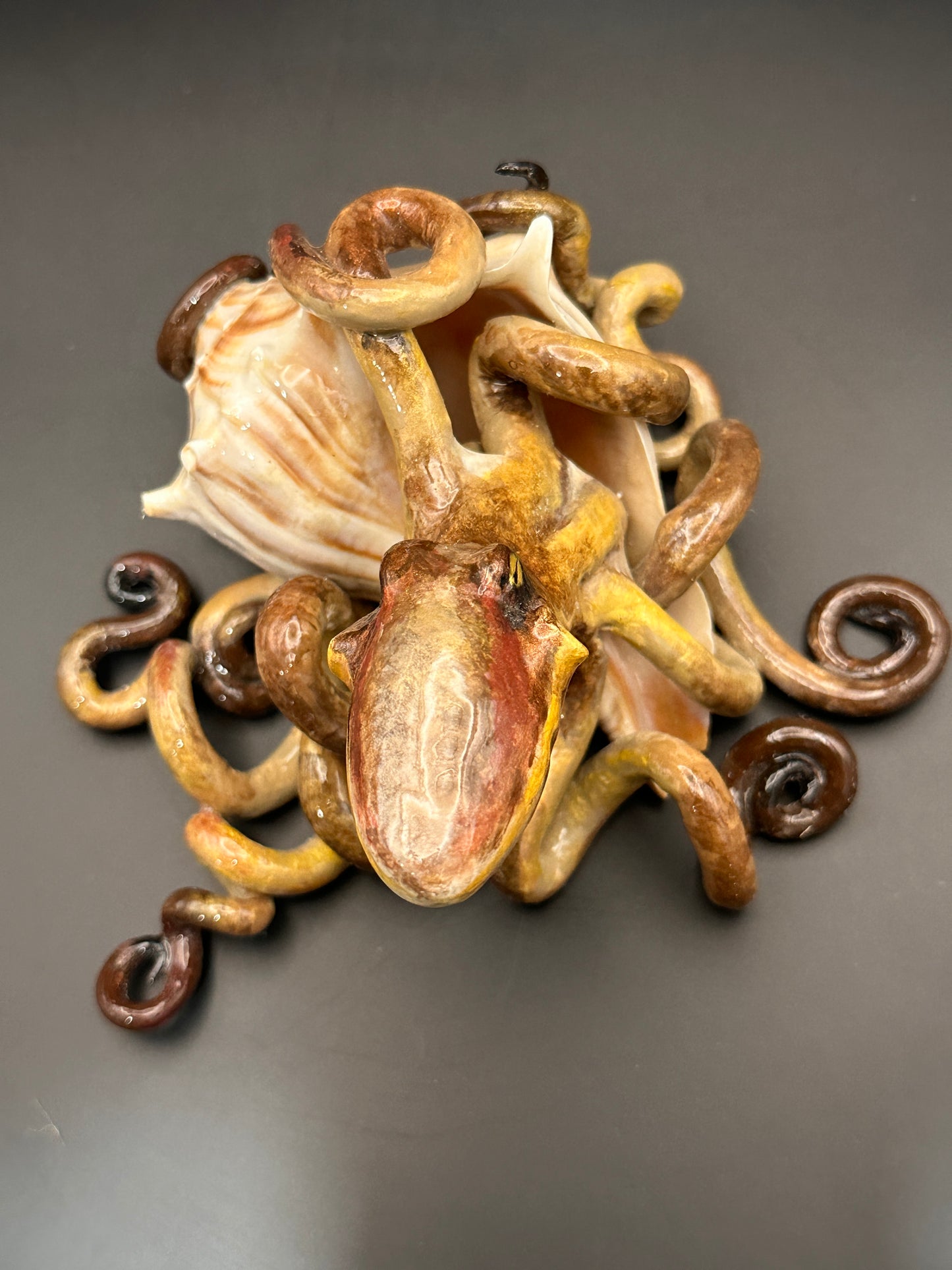 Octopus and the Shell