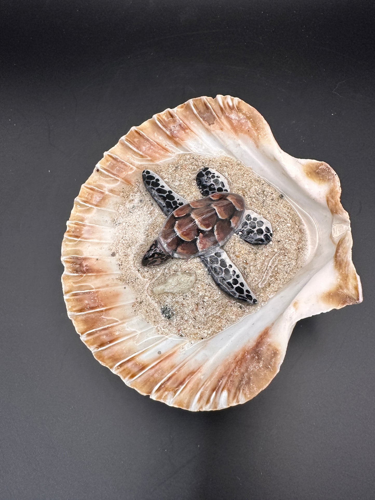 Sea turtle in a Shell