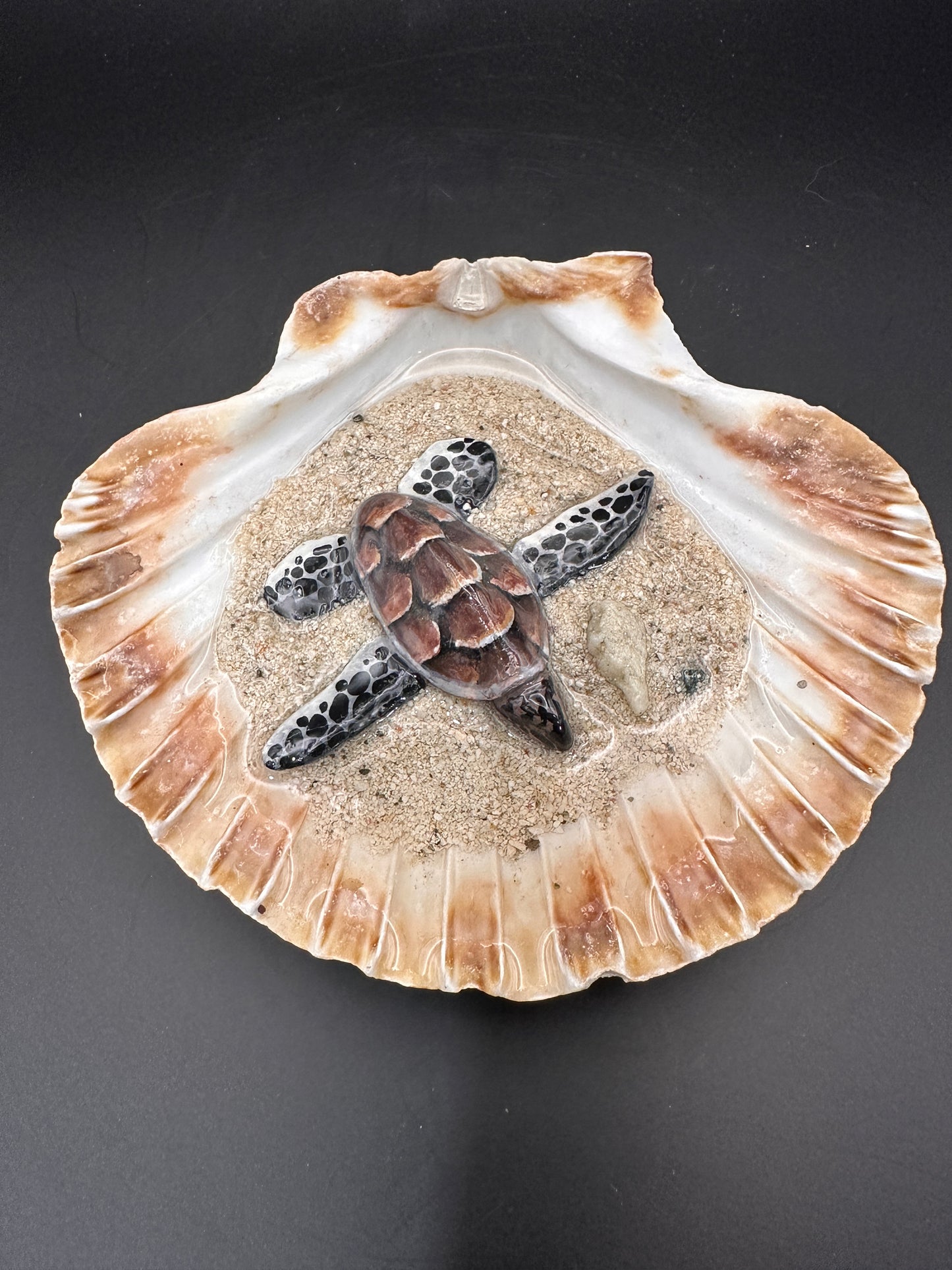 Sea turtle in a Shell