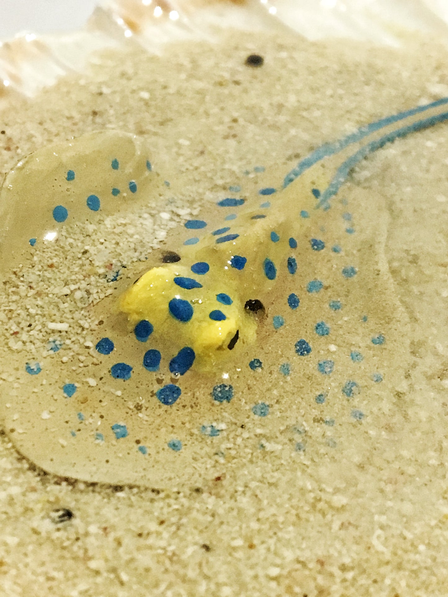 Single Blue-Spotted Ribbontail Stingray in a Scallop Shell