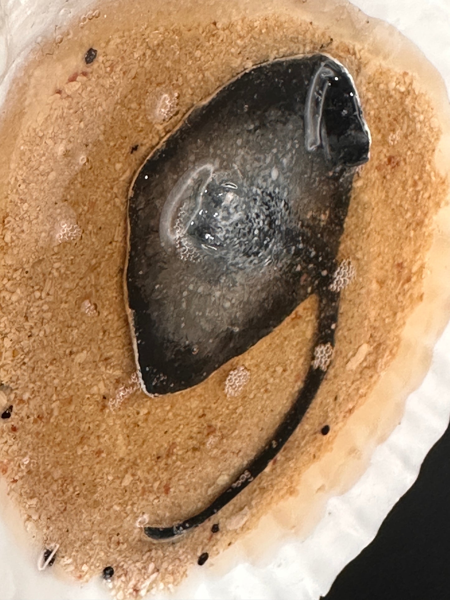 Stingray in a Scalloped shell