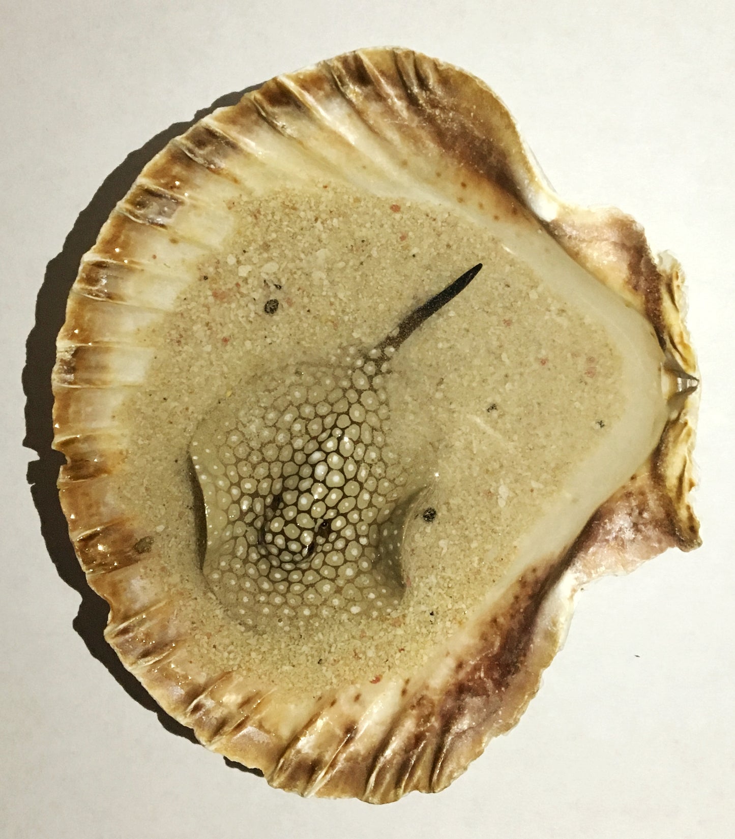 Single Spotted Stingray in a Scalloped Shell