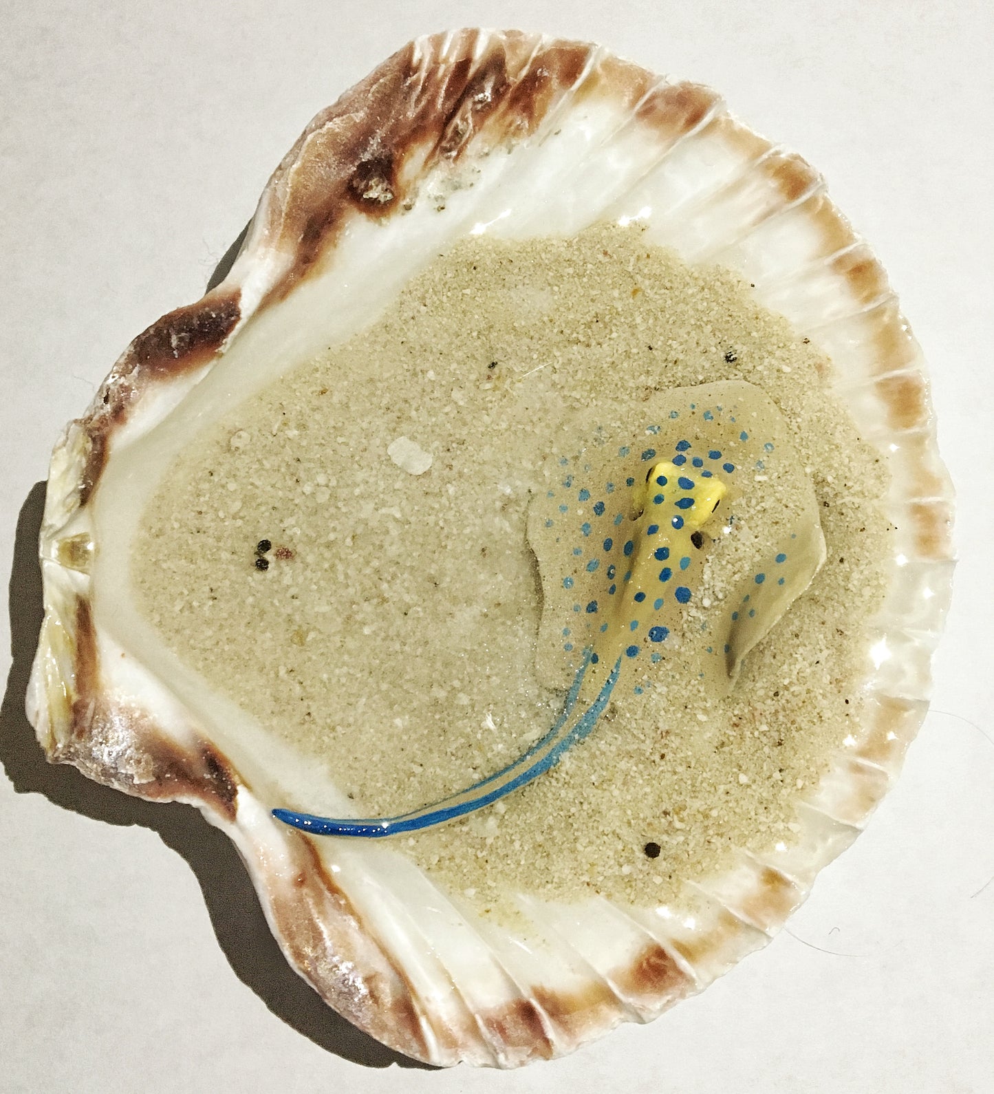 Single Blue-Spotted Ribbontail Stingray in a Scallop Shell