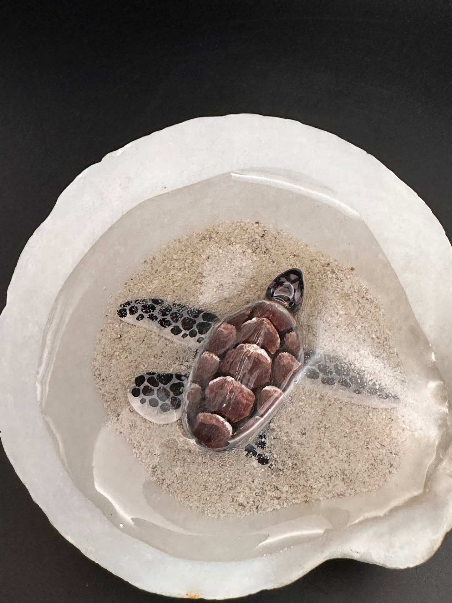 Sea turtle in a Shell