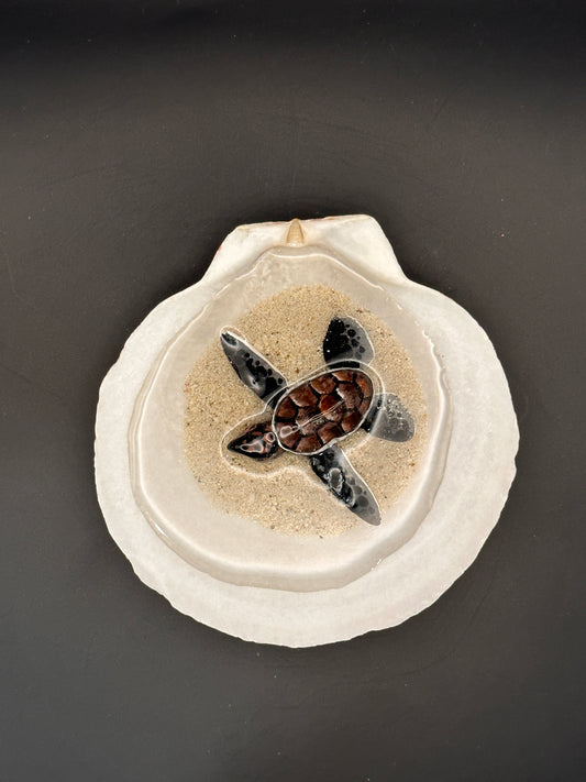 Sea turtle in a Shell