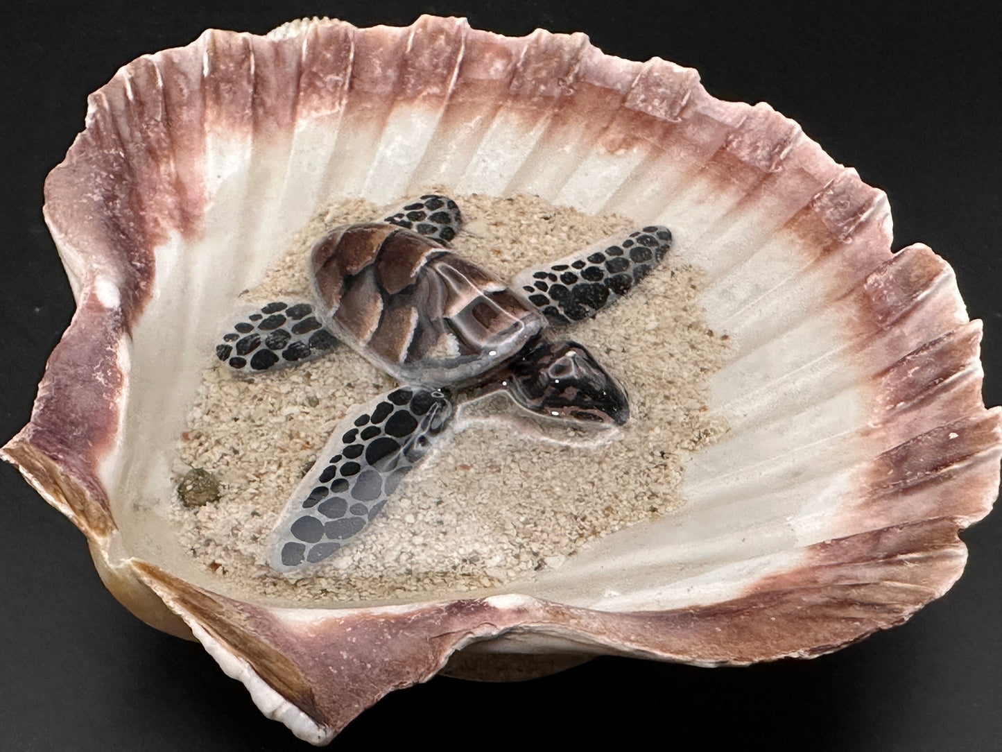 Sea turtle in a Shell