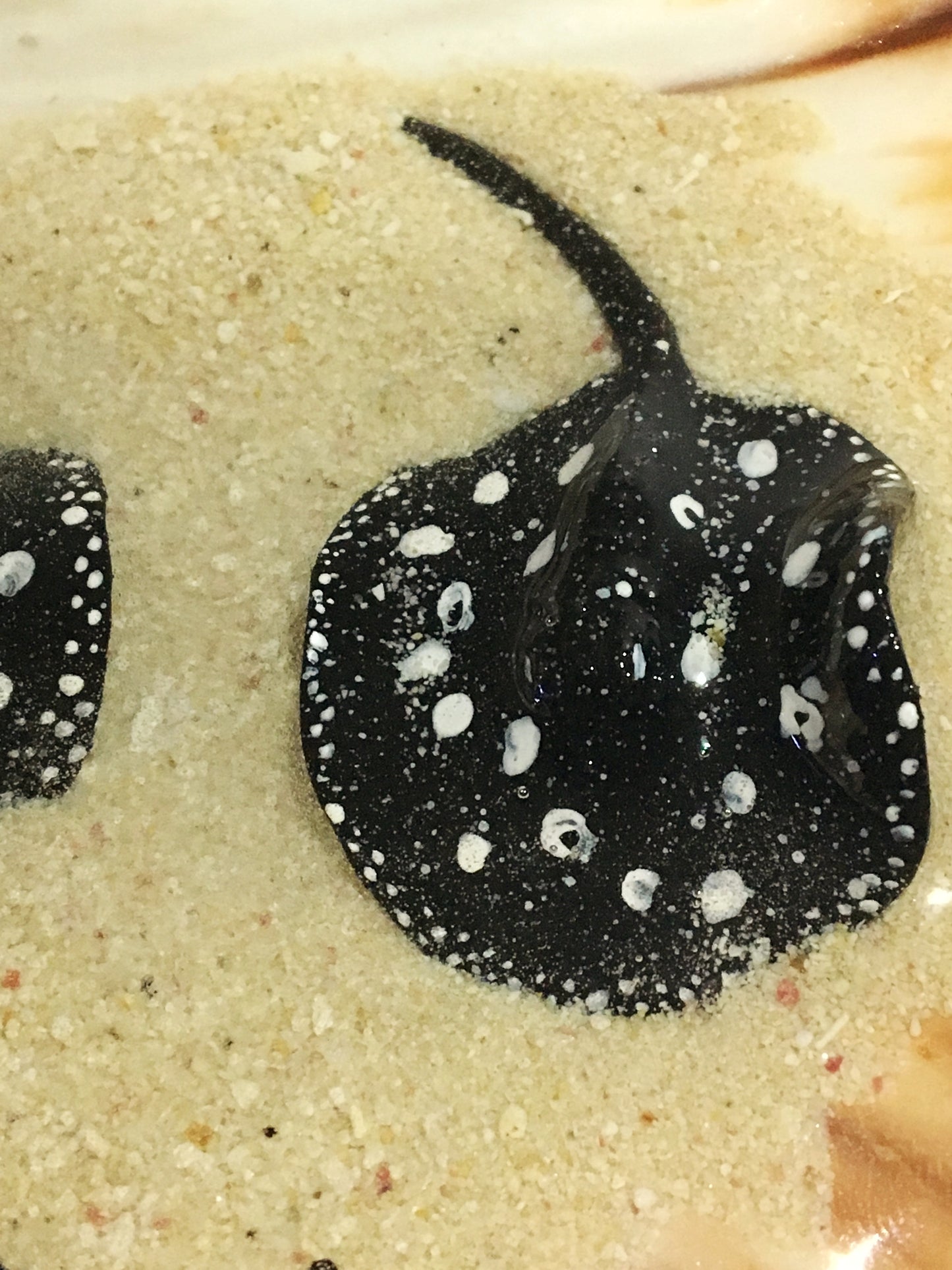 Black Diamond Stingray in a Scalloped Shell