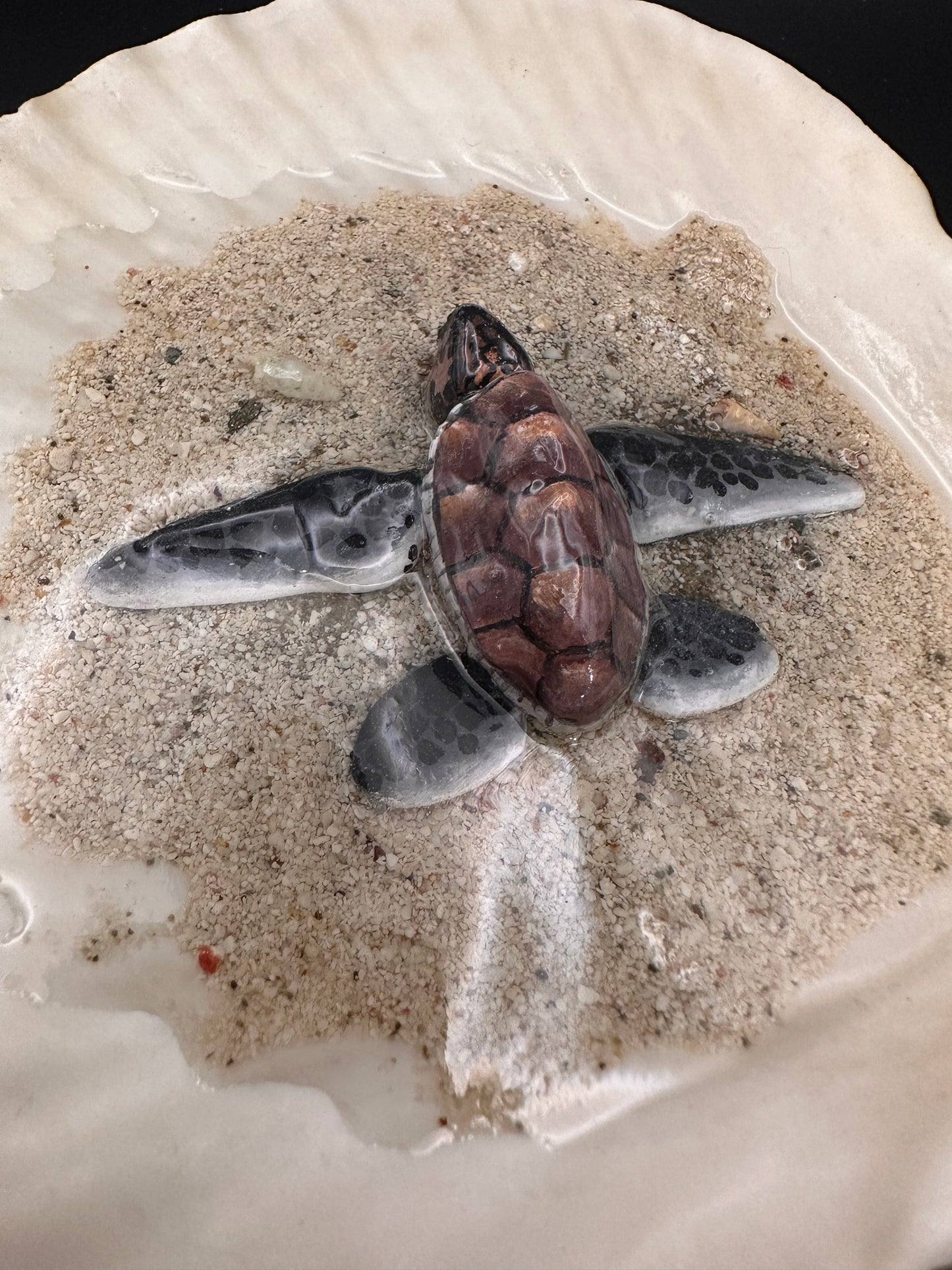 Sea Turtle in a Scalloped Shell