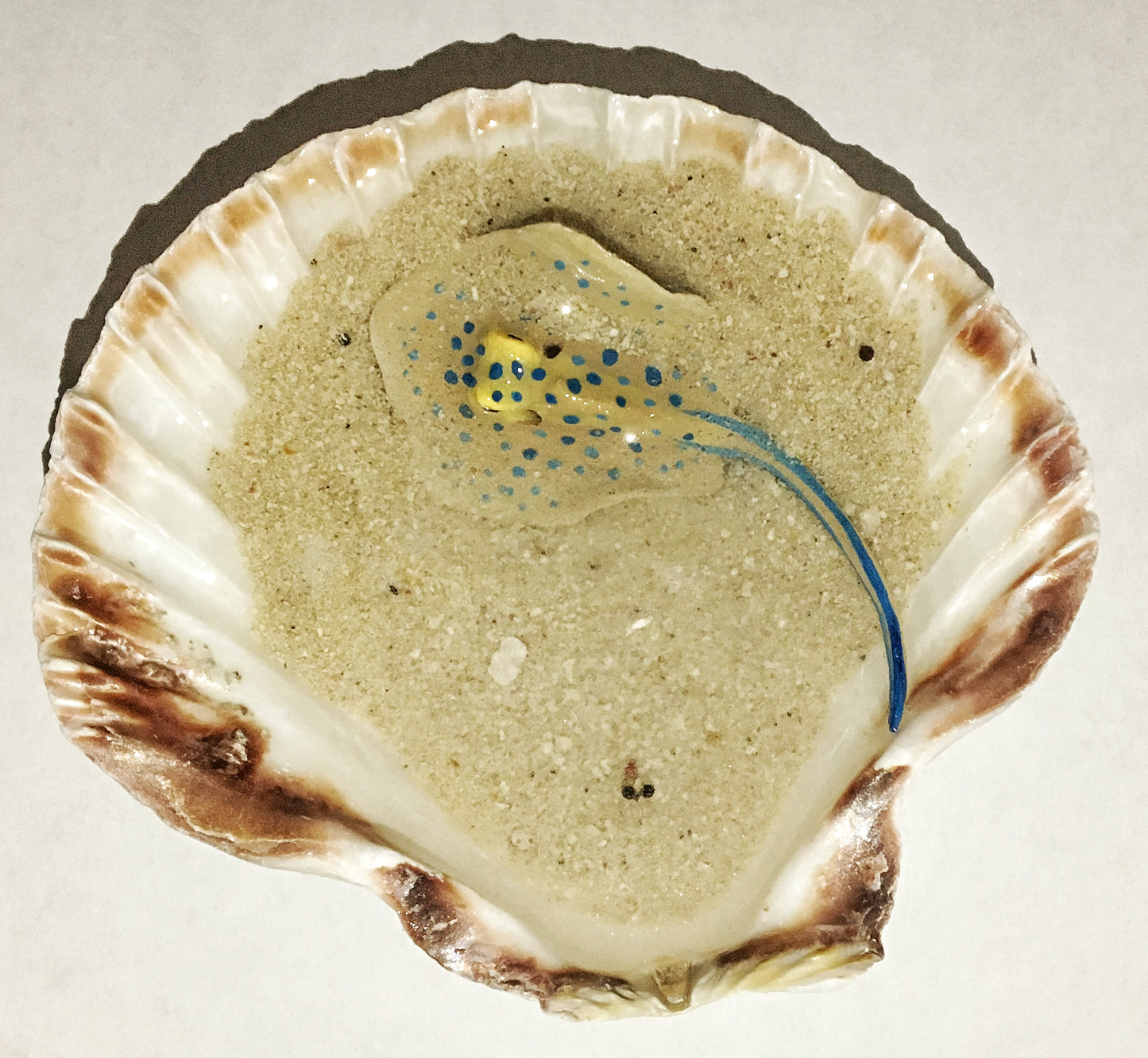 Single Blue-Spotted Ribbontail Stingray in a Scallop Shell