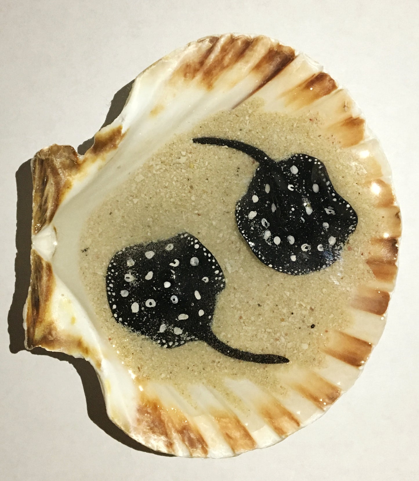 Black Diamond Stingray in a Scalloped Shell