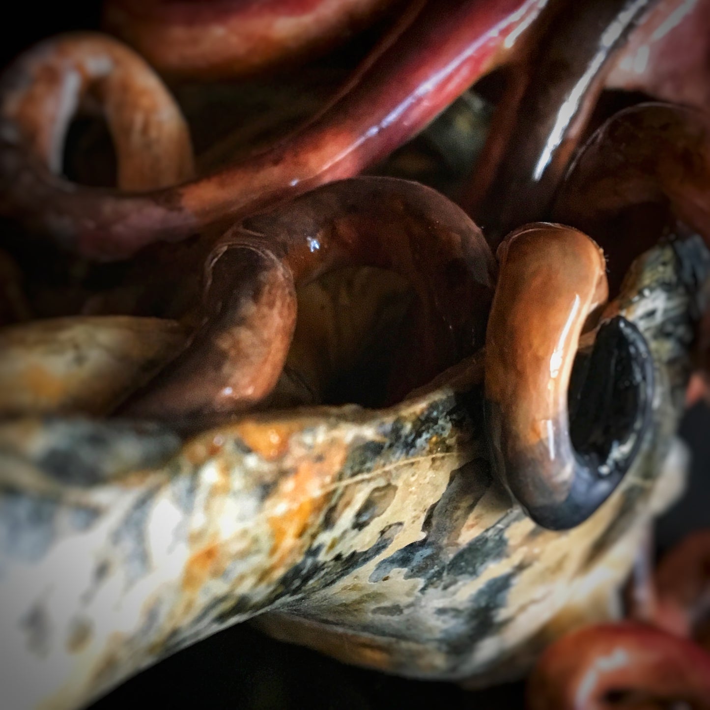 Octopus with a Conch Seashell