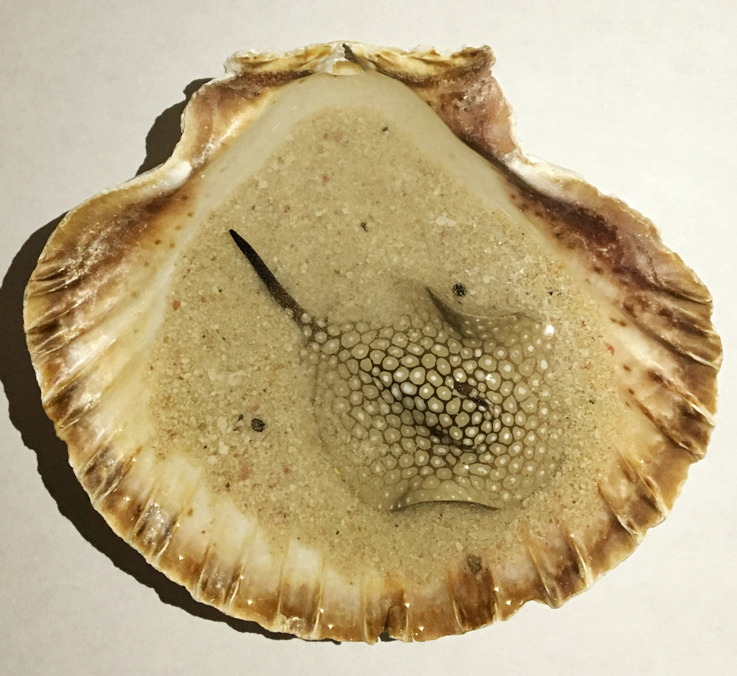 Single Spotted Stingray in a Scalloped Shell