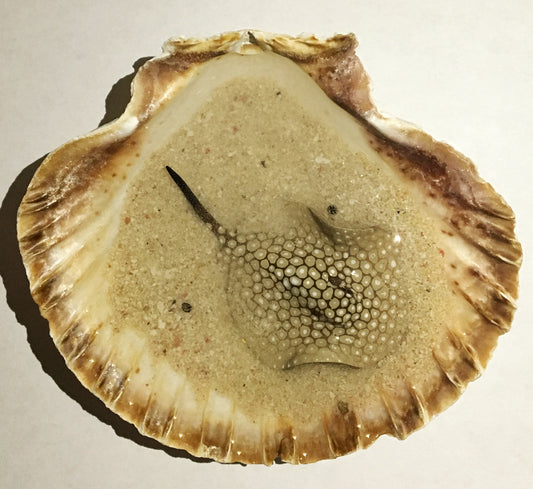 Single Spotted Stingray in a Scalloped Shell