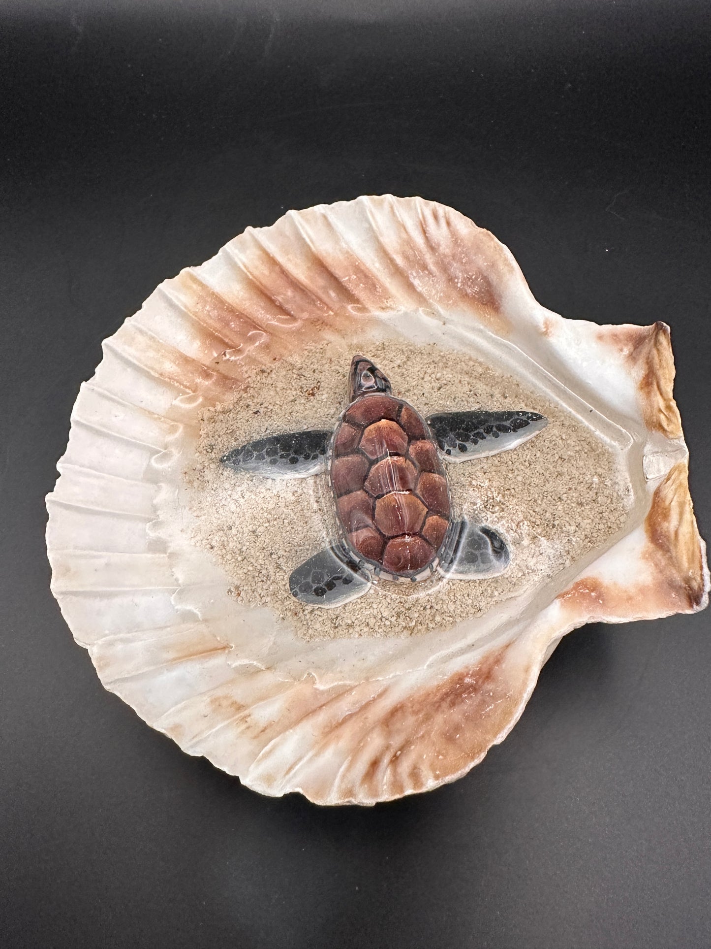 Sea turtle in a Shell