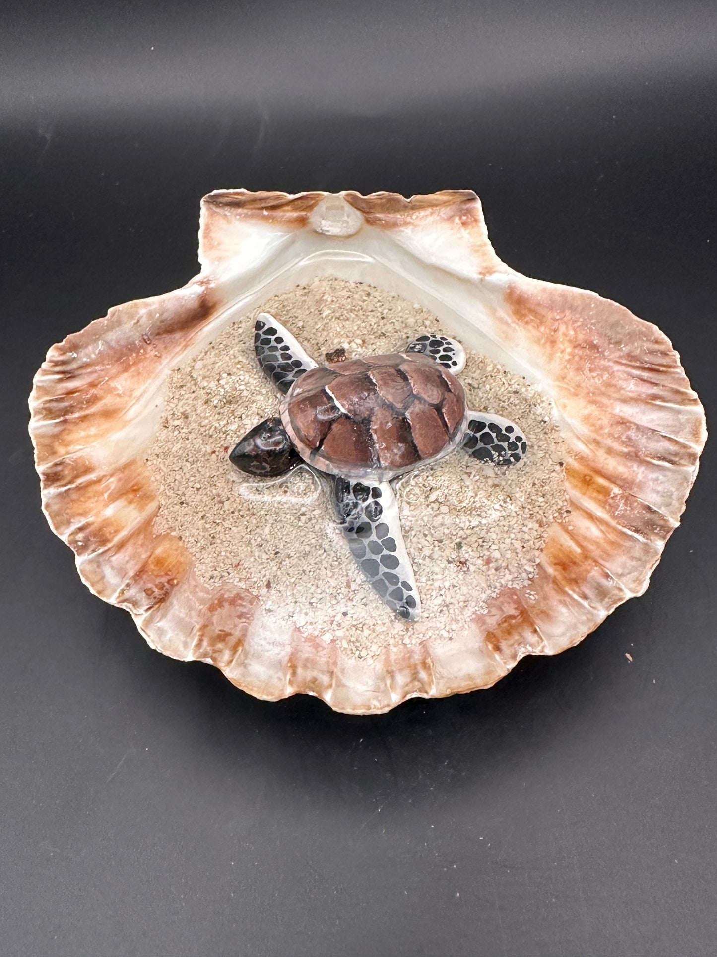 Sea turtle in a Shell