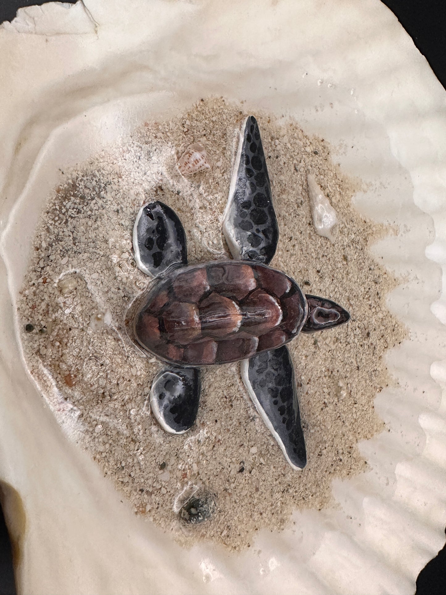 Sea Turtle in a Scalloped Shell