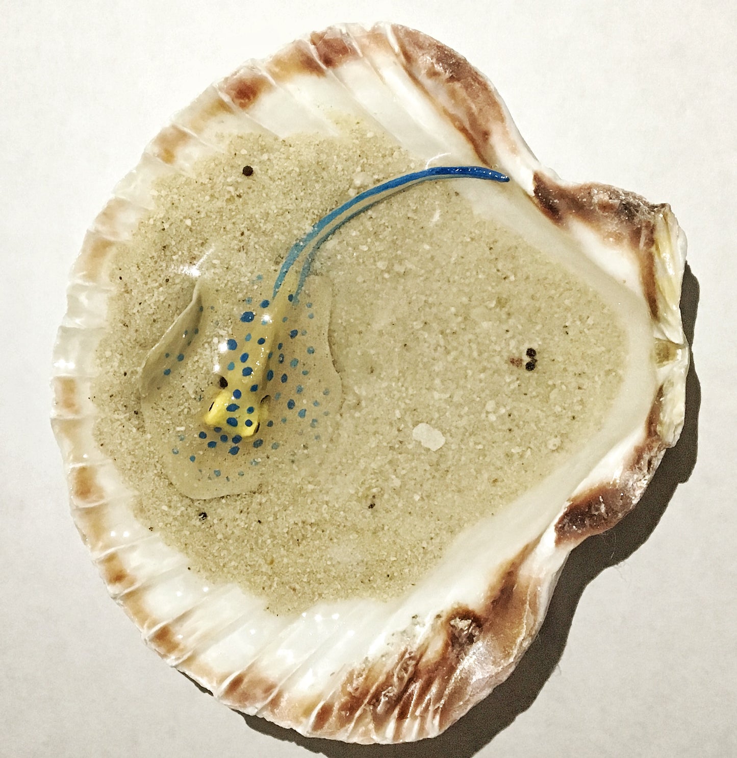 Single Blue-Spotted Ribbontail Stingray in a Scallop Shell