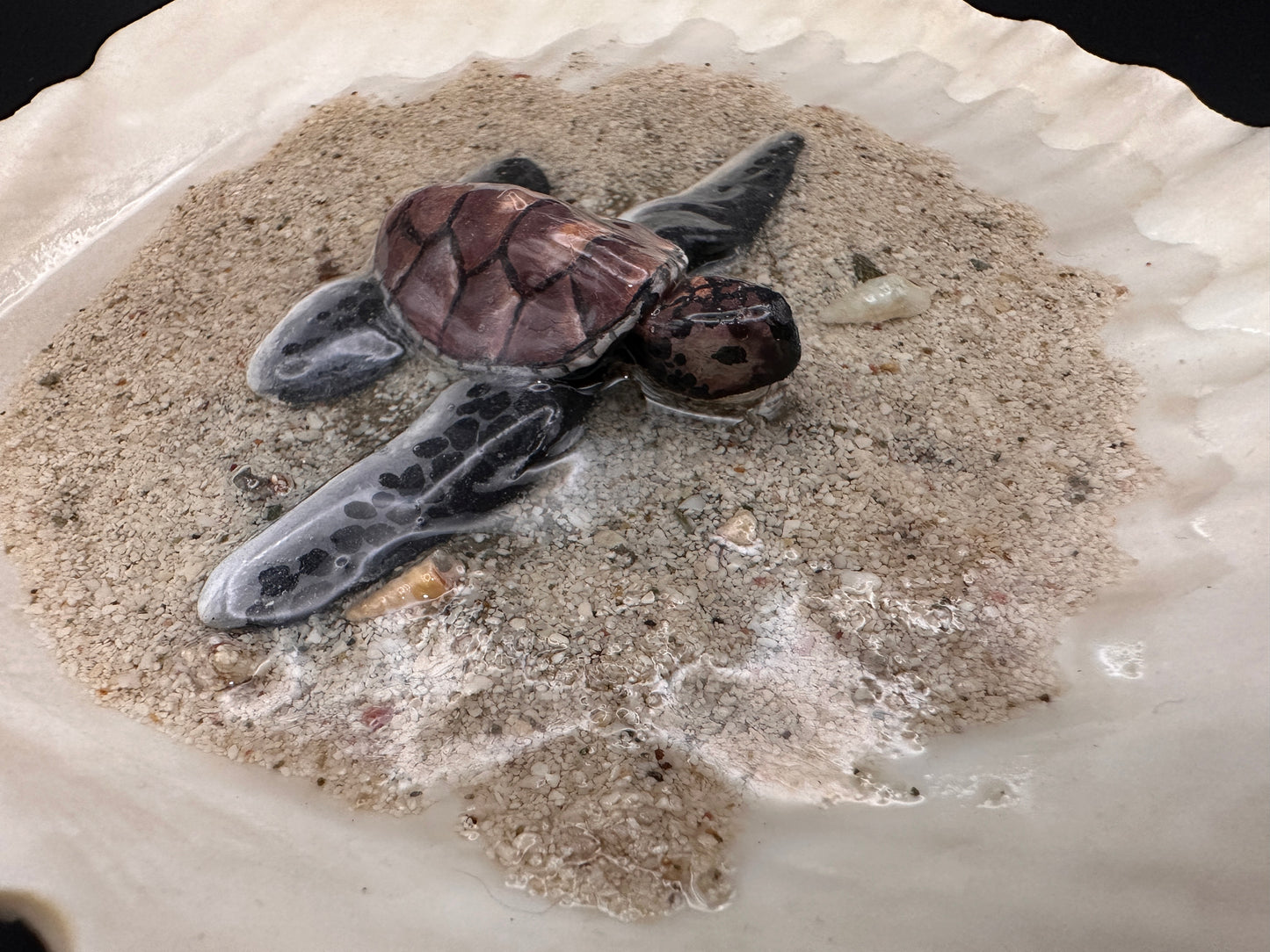 Sea Turtle in a Scalloped Shell