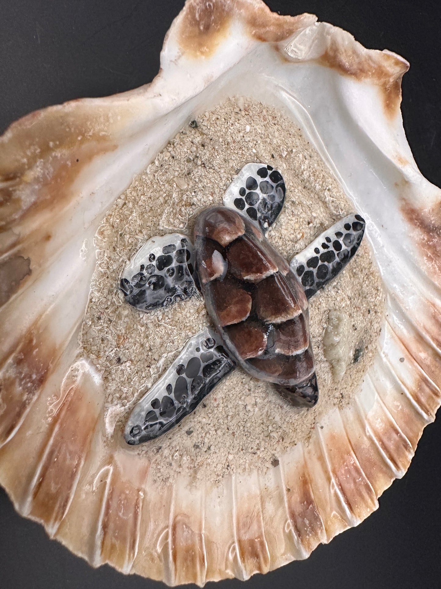 Sea turtle in a Shell