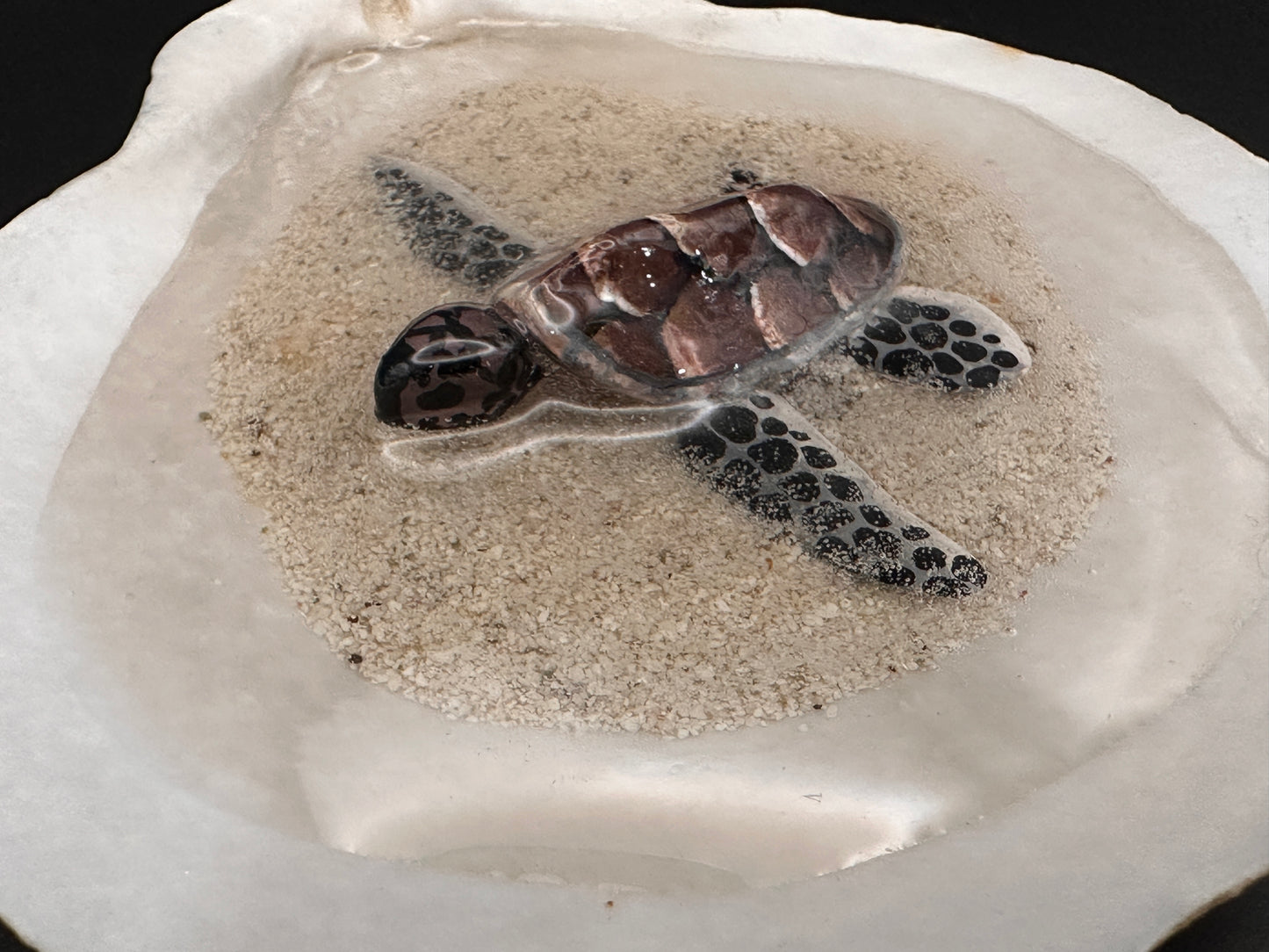 Sea turtle in a Shell
