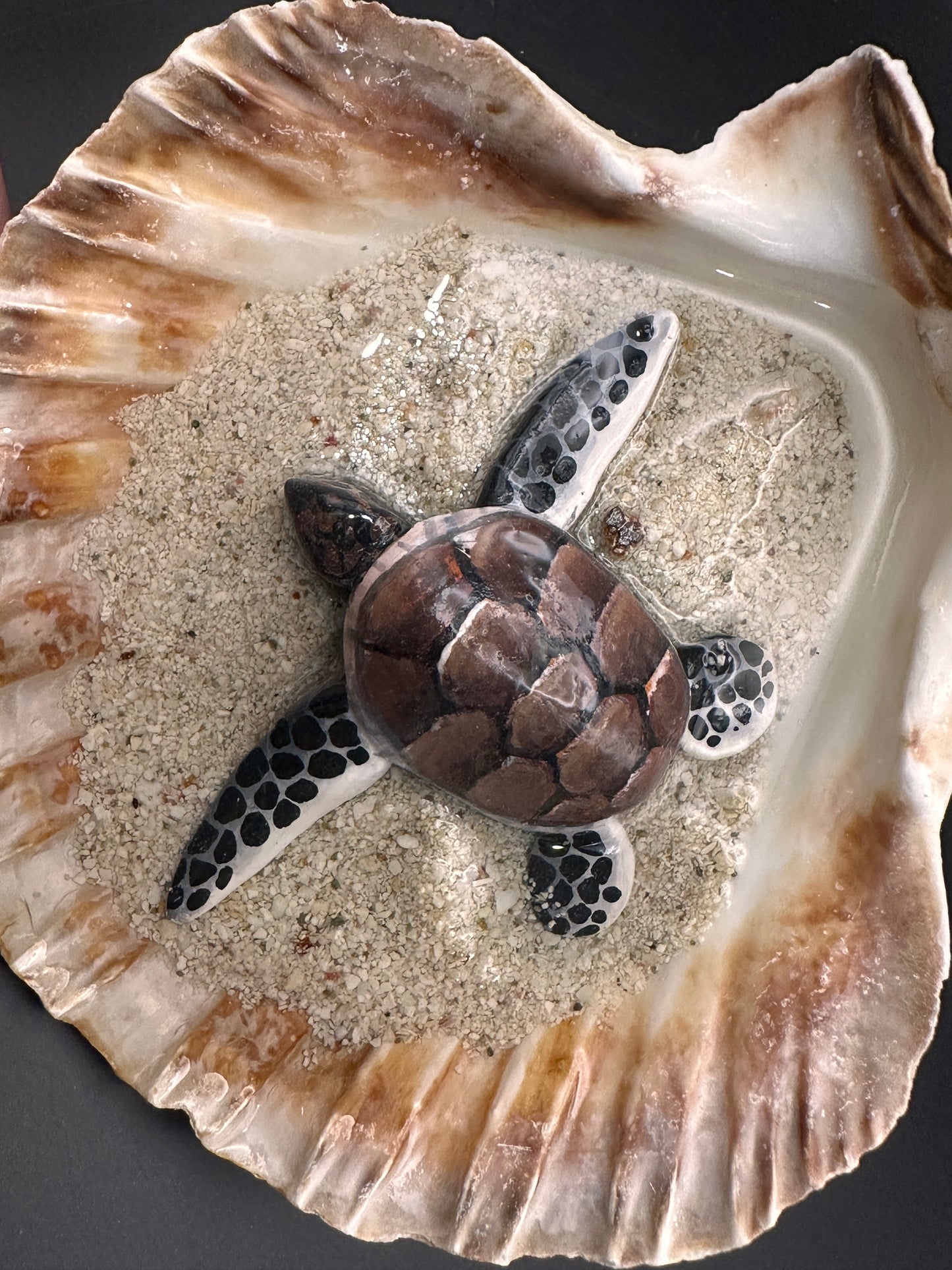 Sea turtle in a Shell