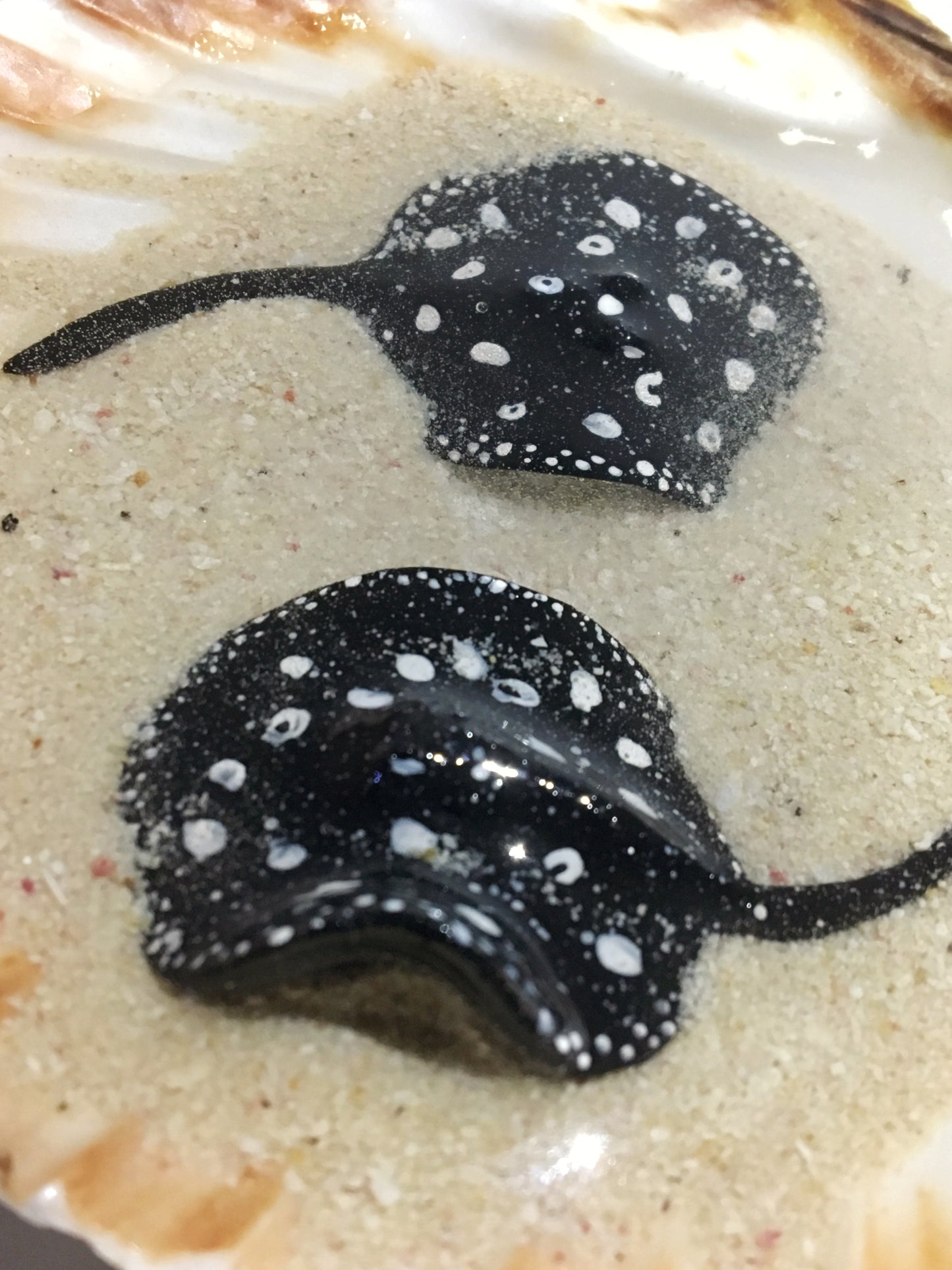 Black Diamond Stingray in a Scalloped Shell
