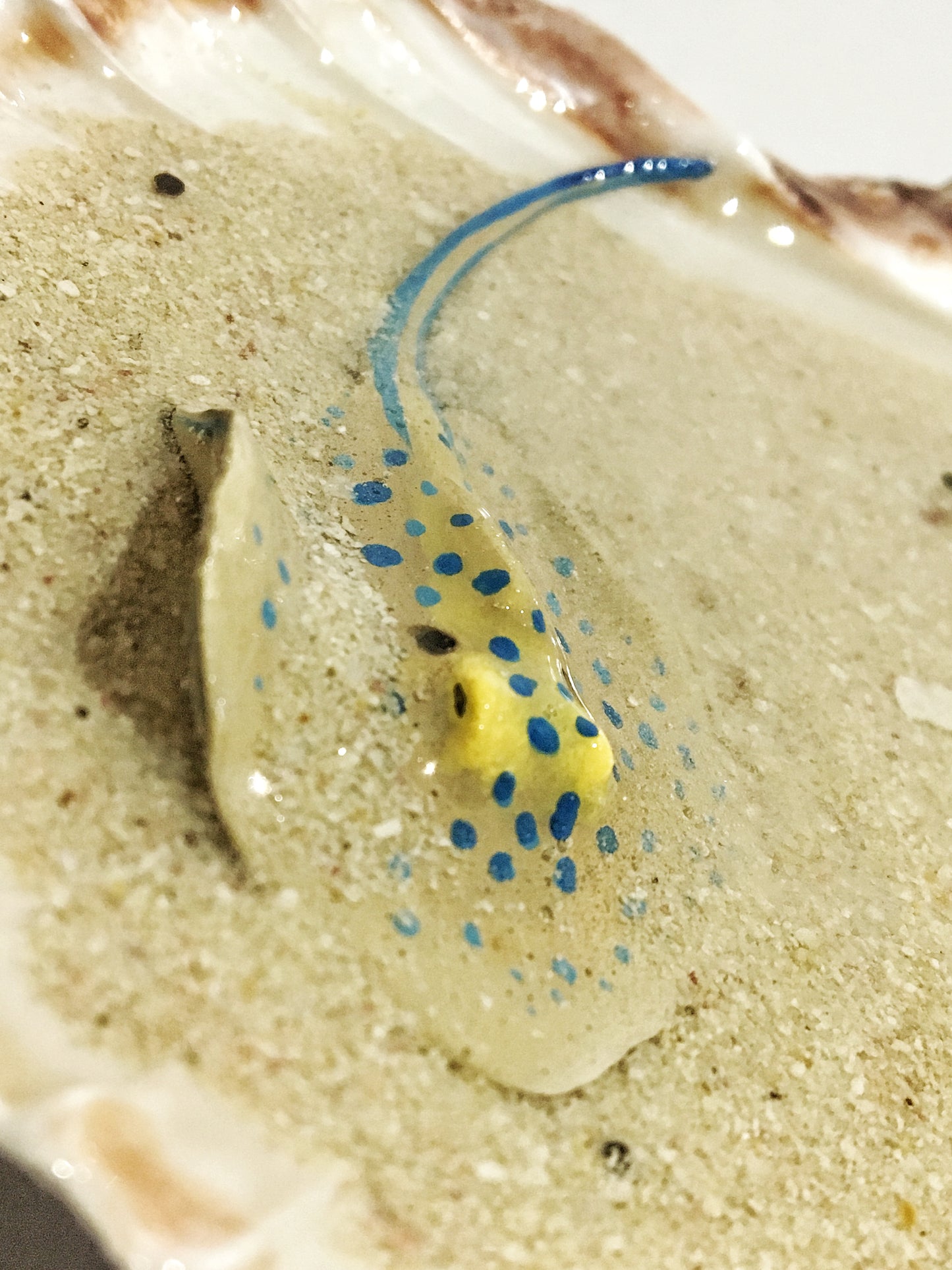 Single Blue-Spotted Ribbontail Stingray in a Scallop Shell