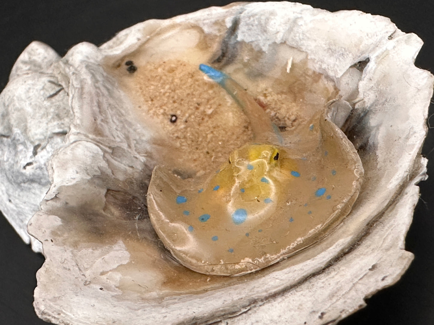 Blue-Spotted Stingray