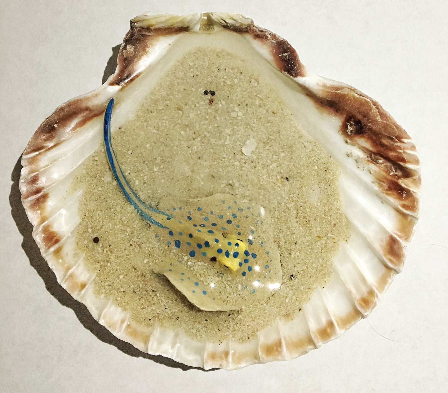 Single Blue-Spotted Ribbontail Stingray in a Scallop Shell