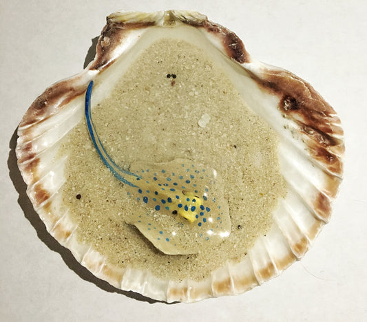 Single Blue-Spotted Ribbontail Stingray in a Scallop Shell