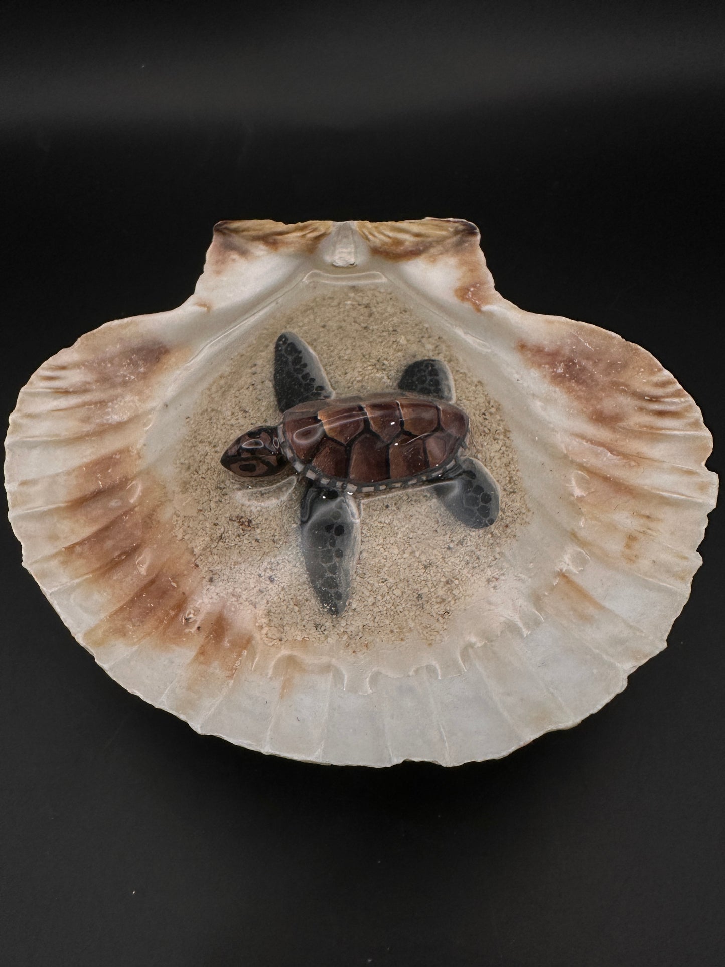 Sea turtle in a Shell