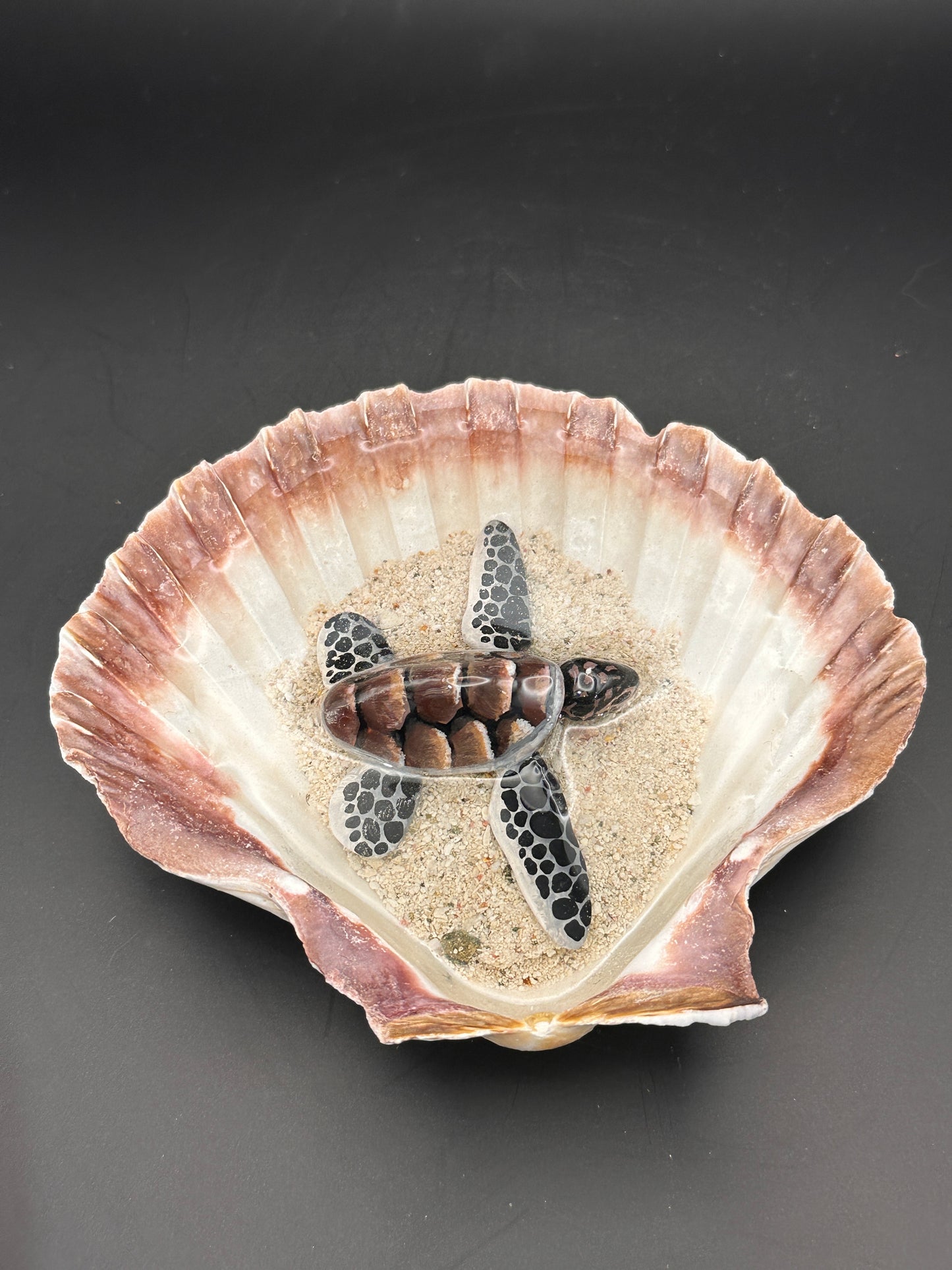 Sea turtle in a Shell