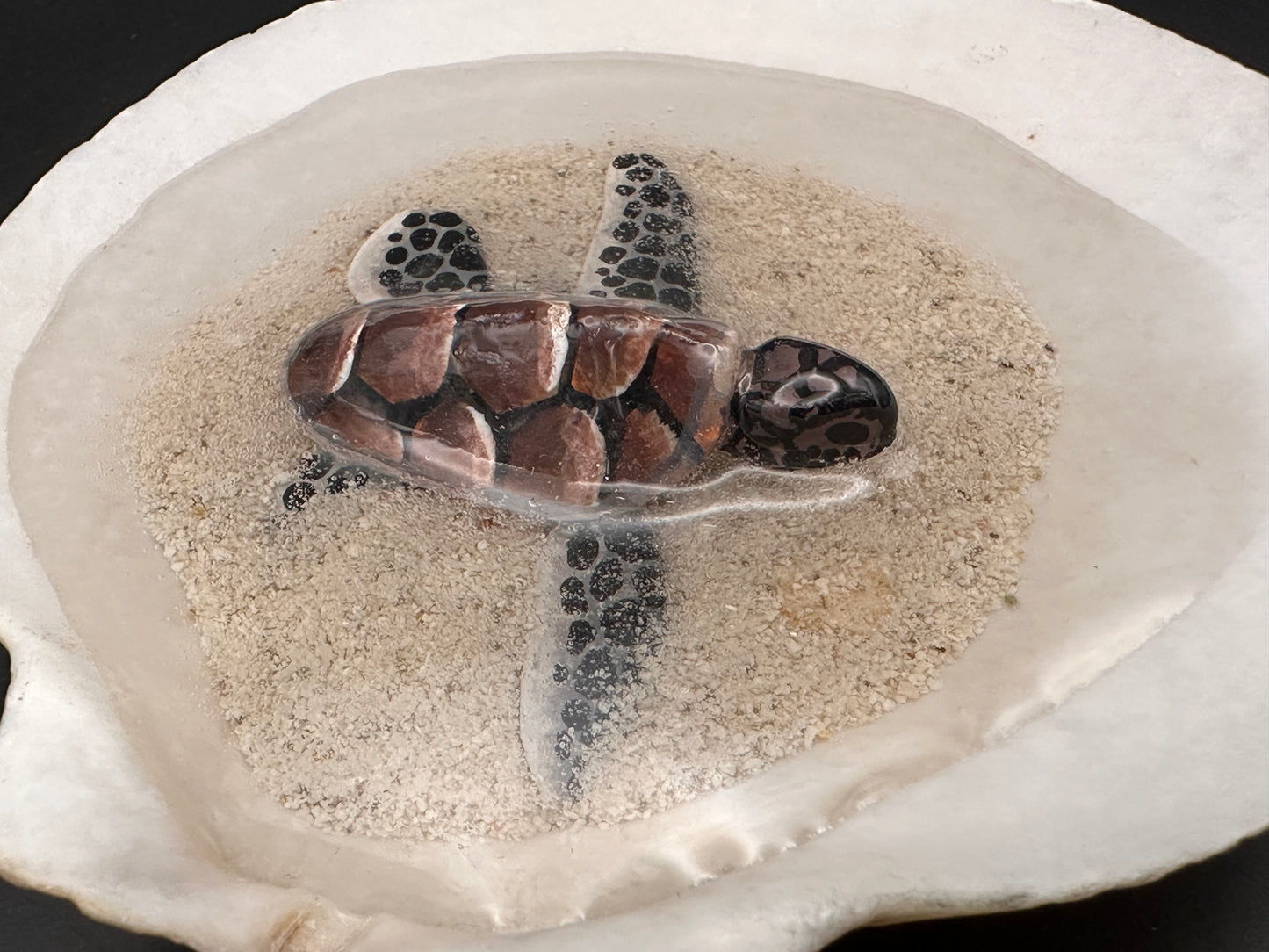 Sea turtle in a Shell
