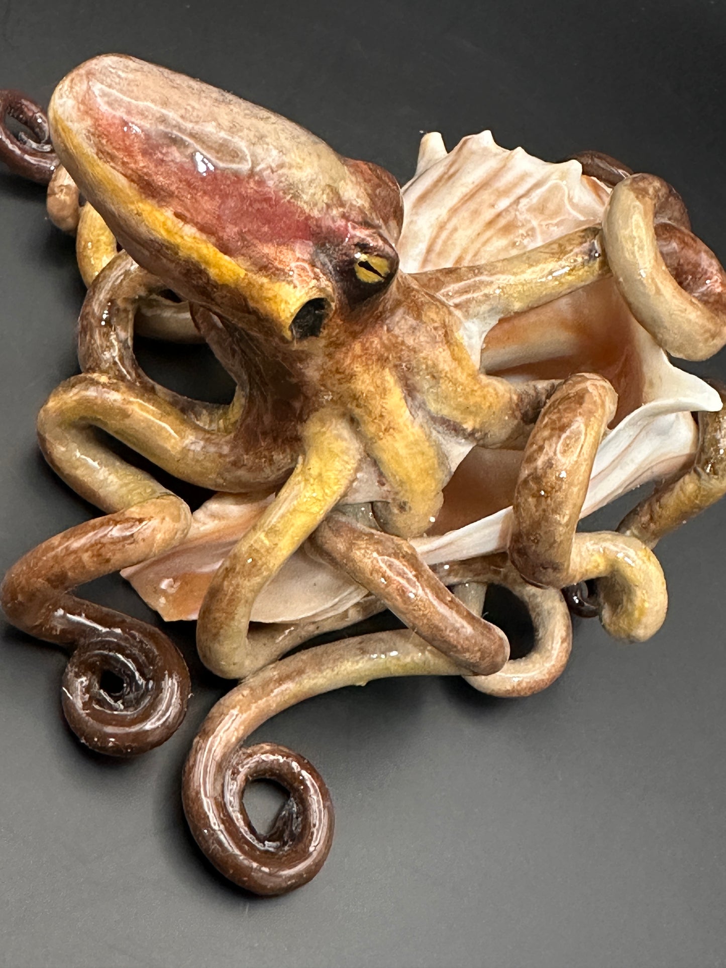 Octopus and the Shell