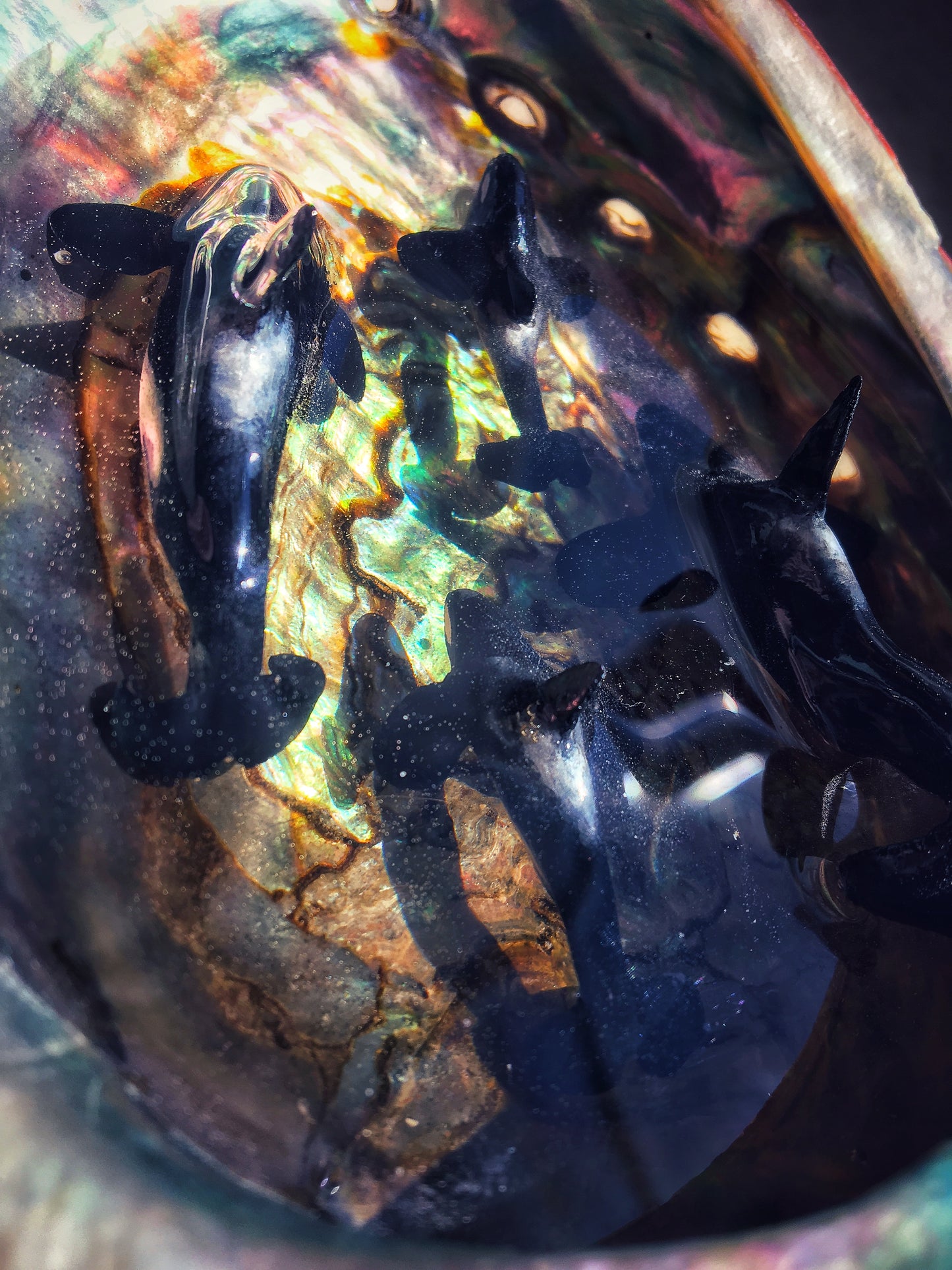Orcas in an Abalone shell