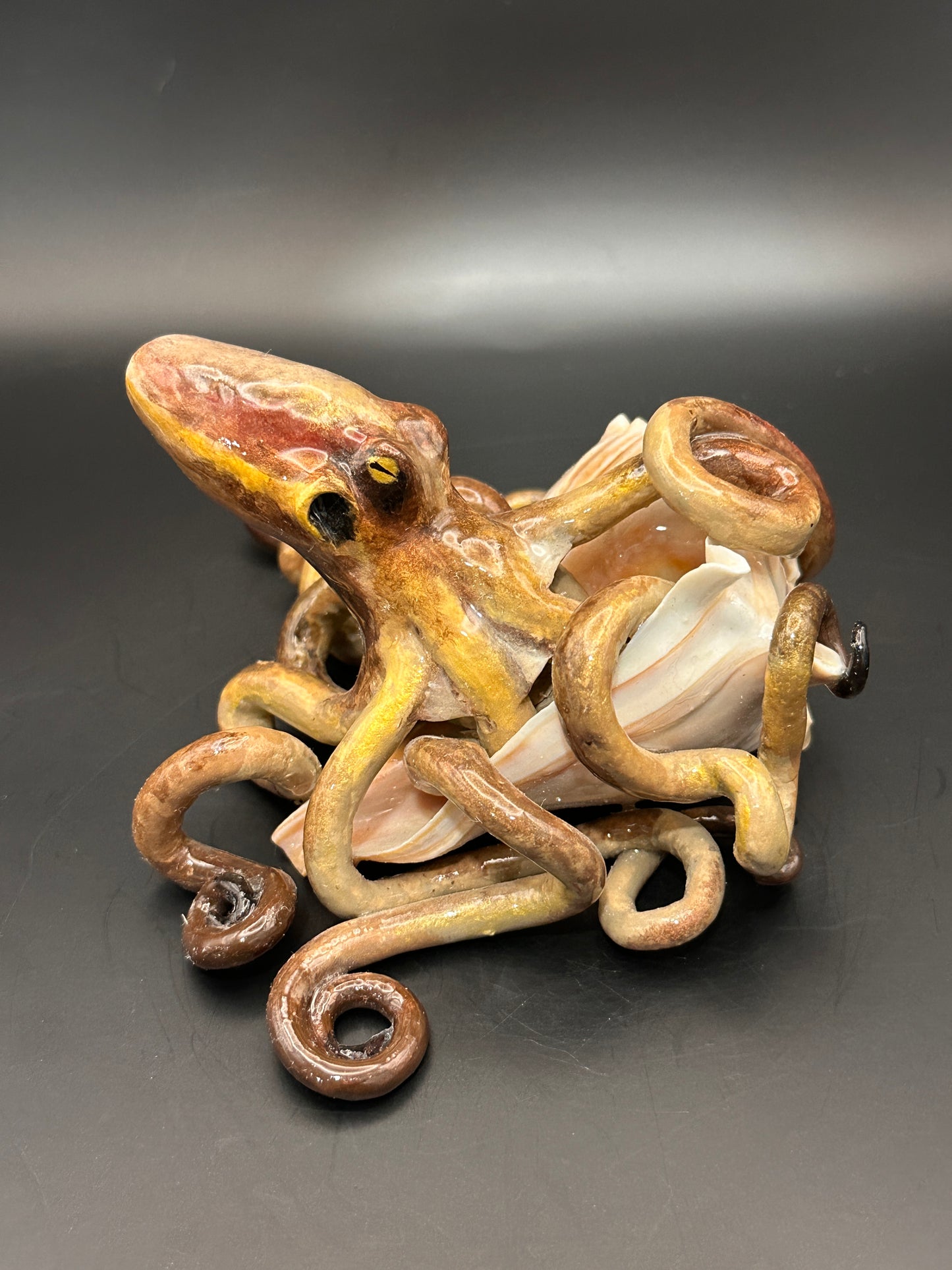 Octopus and the Shell