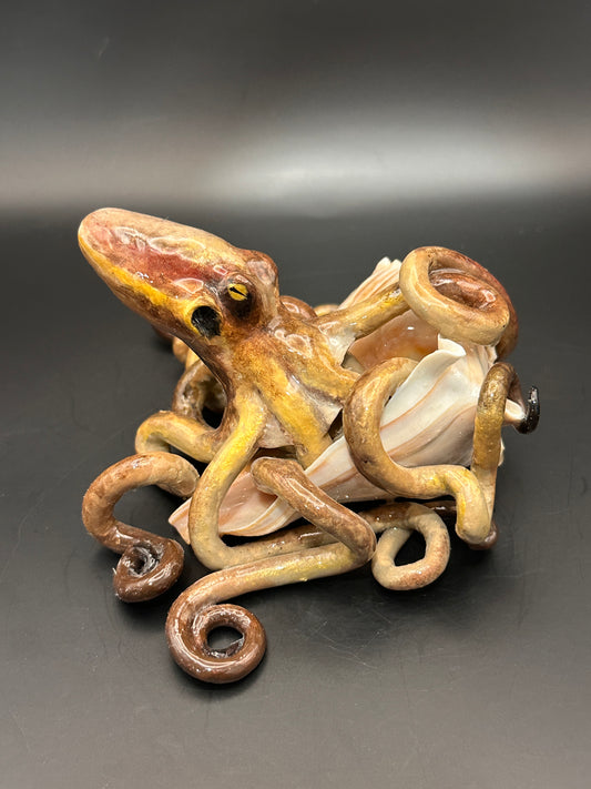 Octopus and the Shell