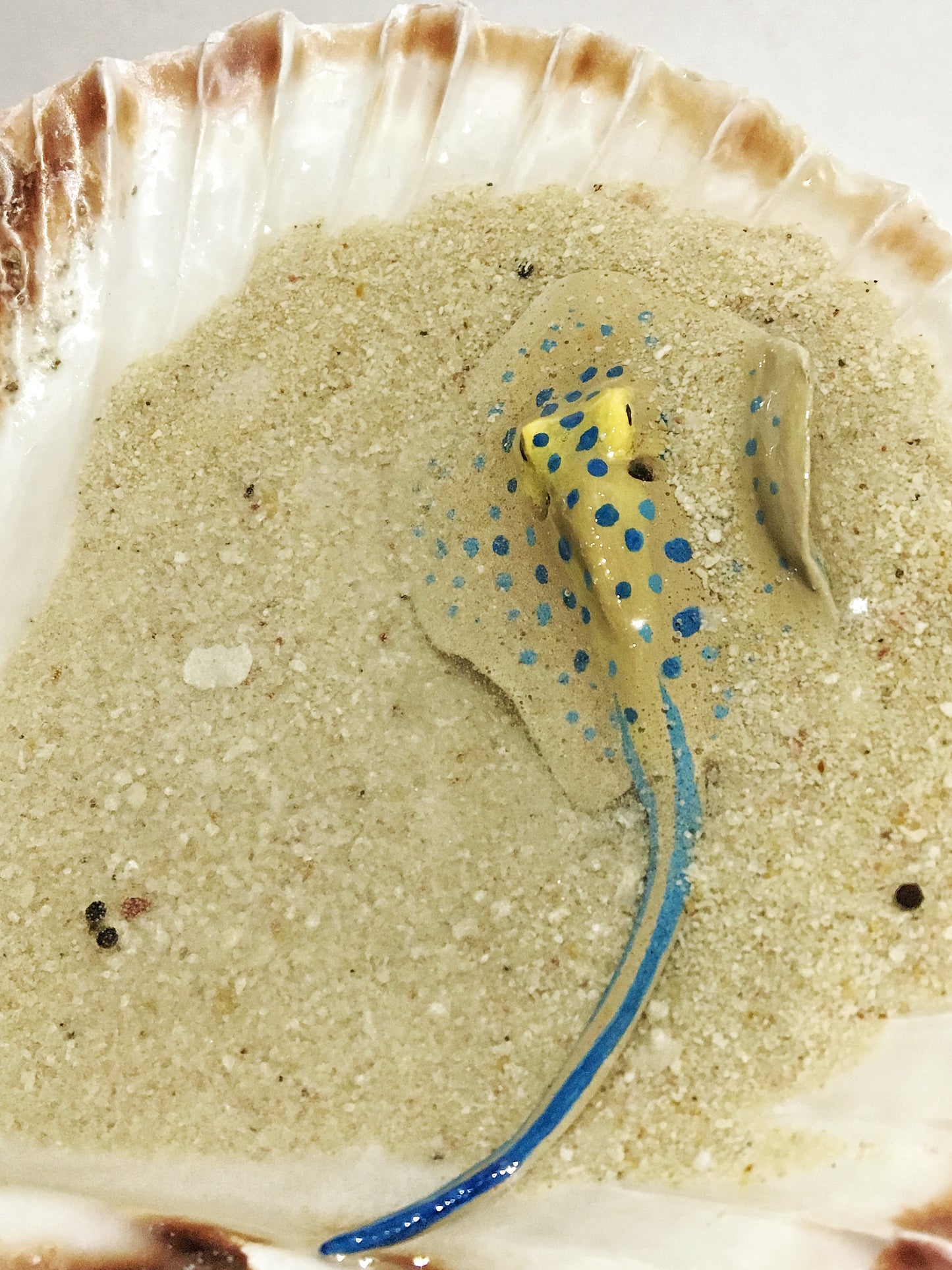 Single Blue-Spotted Ribbontail Stingray in a Scallop Shell