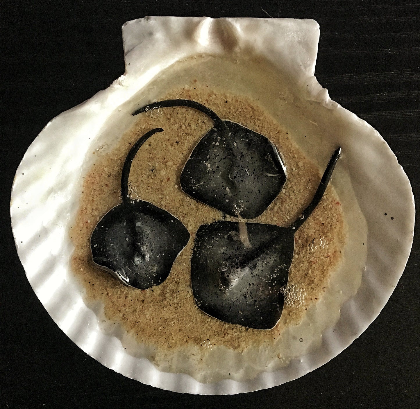Family of stingrays