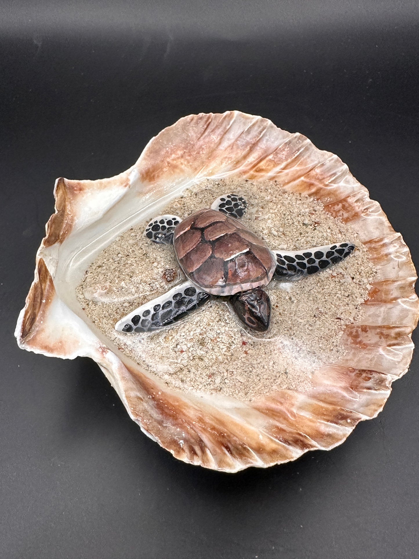 Sea turtle in a Shell