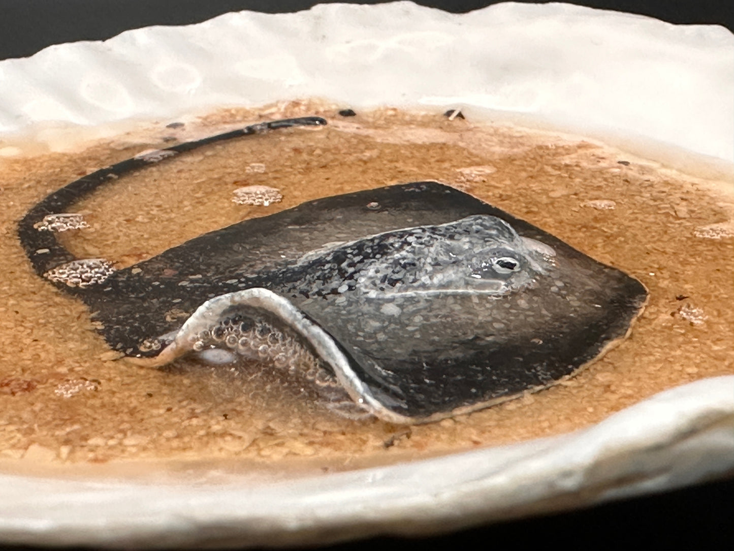 Stingray in a Scalloped shell