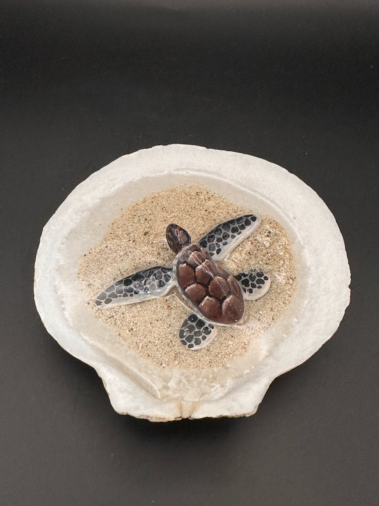 Sea turtle in a Seashell