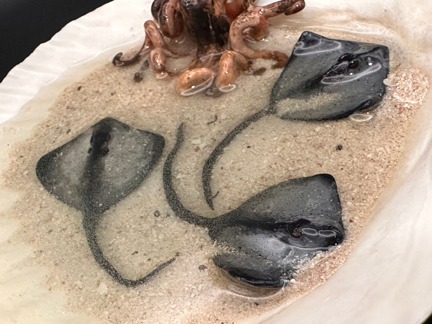 The Octopus and the Three Stingrays