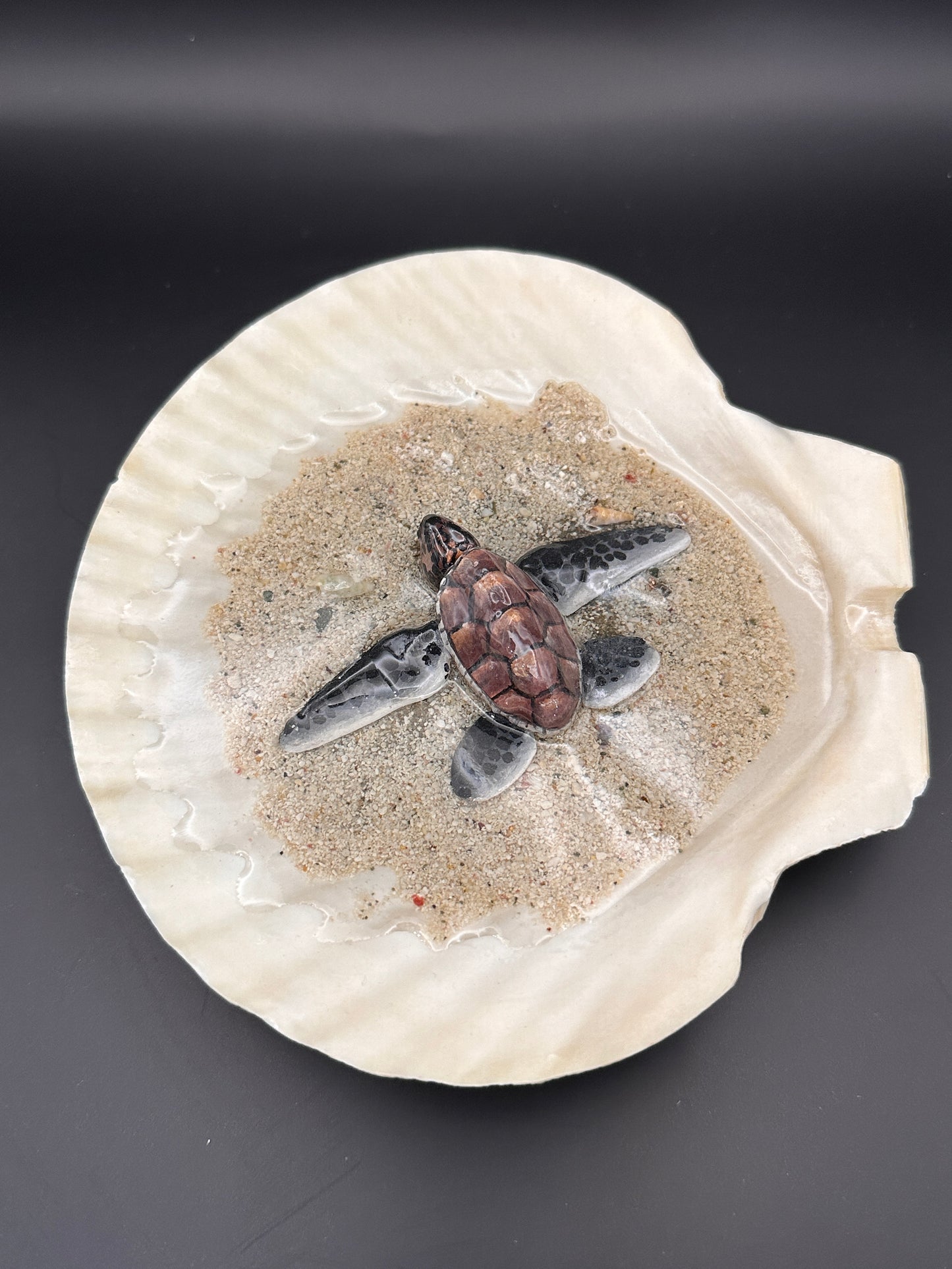 Sea Turtle in a Scalloped Shell