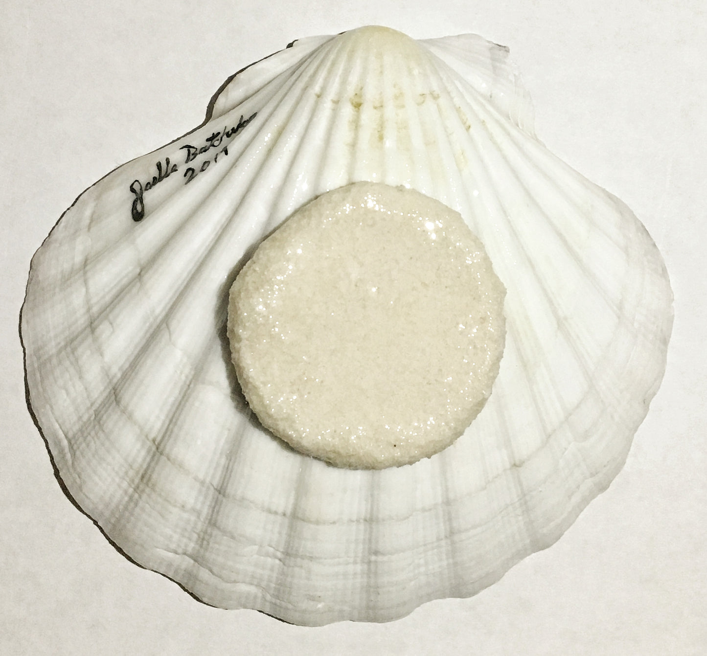 Single Blue-Spotted Ribbontail Stingray in a Scallop Shell