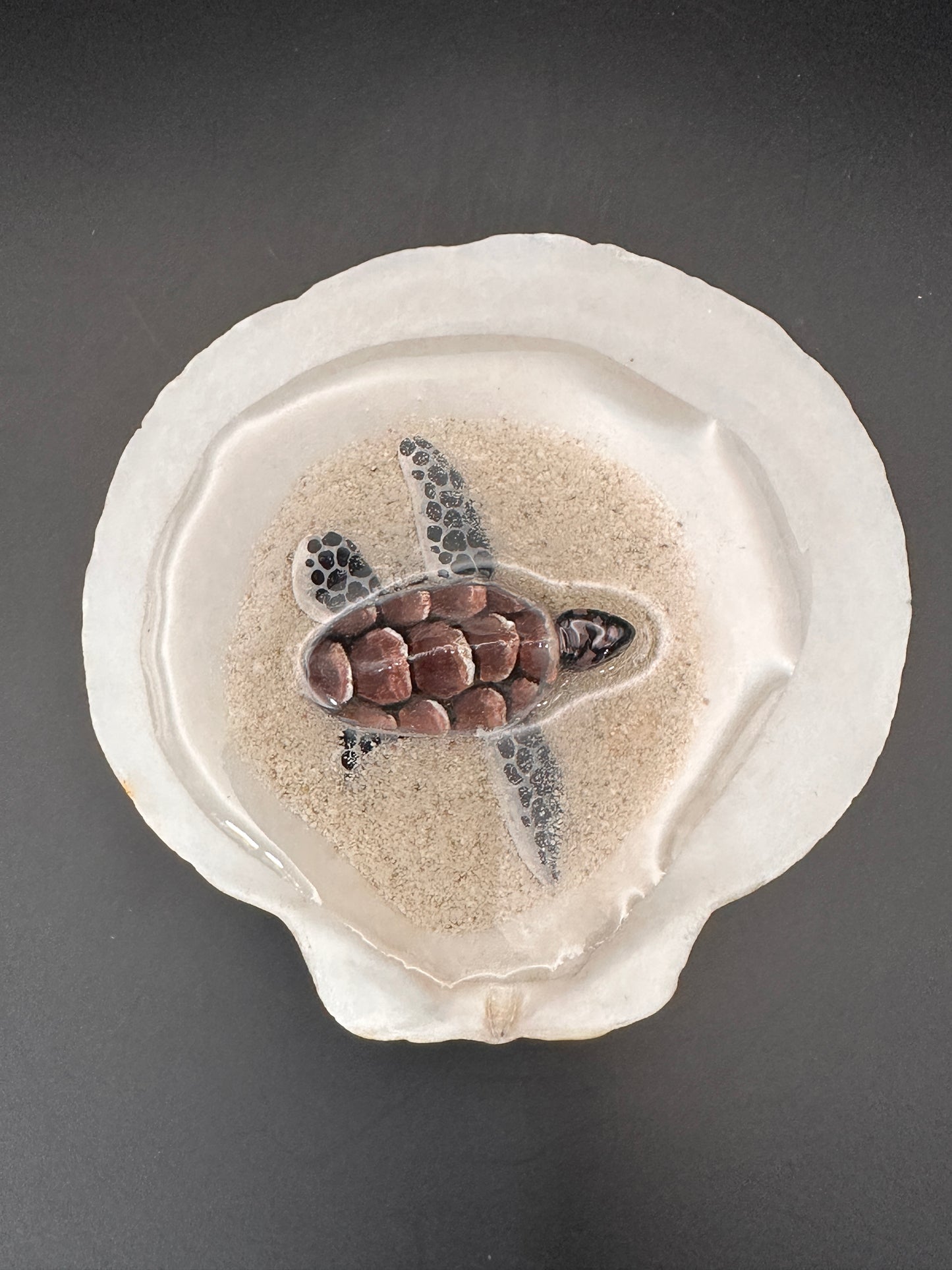 Sea turtle in a Shell